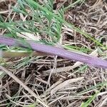 Seseli annuum Rinde