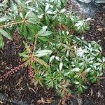 Pieris japonica 整株植物