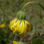 Madia elegans Flower