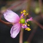 Talinum paniculatum Çiçek