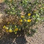 Grindelia squarrosa Fiore