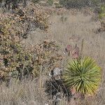 Yucca thompsoniana 整株植物