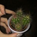 Echinocereus coccineus Leaf