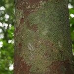 Aniba parviflora Кора