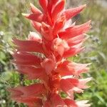 Sacoila lanceolata Flor