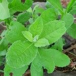 Pluchea ovalis Yaprak