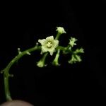 Helmontia leptantha Flower