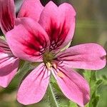 Pelargonium graveolens Blüte