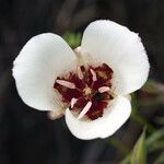 Calochortus simulans Цвят