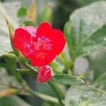Ruellia brevifolia Flor
