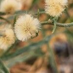 Conyza bonariensis 果