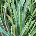 Plantago albicans Лист