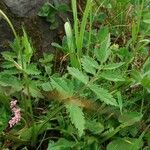 Pimpinella major Blad