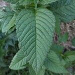 Galeopsis tetrahit Leaf