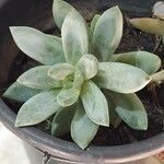 Pachyphytum hookeri List