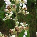 Rubus geniculatus Outro