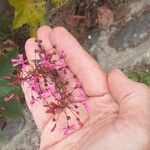 Lopezia racemosa Цветок