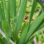 Babiana sambucina Leaf