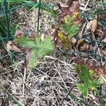 Quercus kelloggii Leaf