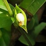 Commelina communis Vrucht