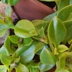 Aptenia cordifolia Levél