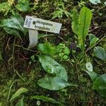 Microgramma lycopodioides Облик