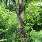 Arenga pinnata Bark