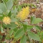 Salix glauca Cvet