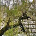 Salix × pendulina অভ্যাস