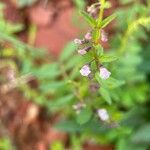 Scutellaria racemosa Flower