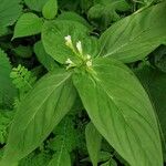 Spigelia anthelmia Folha