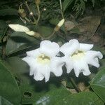 Amphilophium magnoliifolium Çiçek