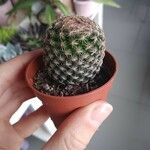 Mammillaria matudae Ліст