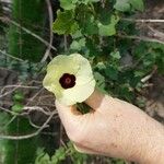 Hibiscus vitifolius Kwiat