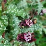 Anchusella variegata Çiçek