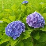 Hydrangea macrophyllaফুল