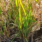 Oryza sativa Листок