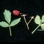 Rubus ursinus Inny