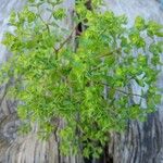Euphorbia peplus Blatt