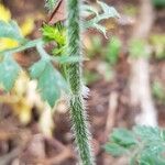 Daucus carota Кора