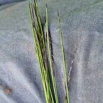 Nardus stricta Цвят