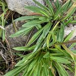 Valeriana pilosa Hostoa