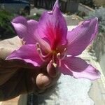 Bauhinia variegata Květ