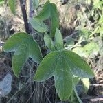 Passiflora subpeltata Hoja