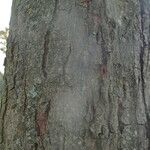 Acer tataricum subsp. ginnala Corteccia