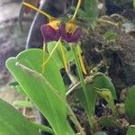 Masdevallia bicolor 花