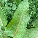 Rumex × acutus Leaf