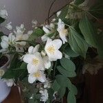 Philadelphus coronariusFlors