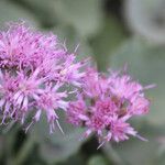 Adenostyles leucophylla Flower