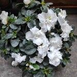 Rhododendron alabamenseBlüte